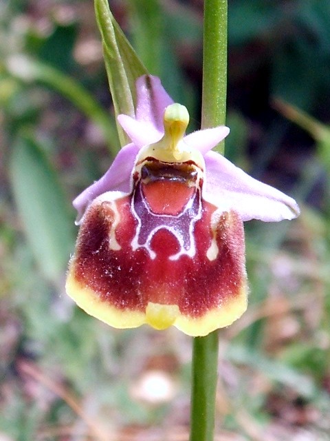 O. fuciflora O. apulica. O. lacaitae.      ibridi?